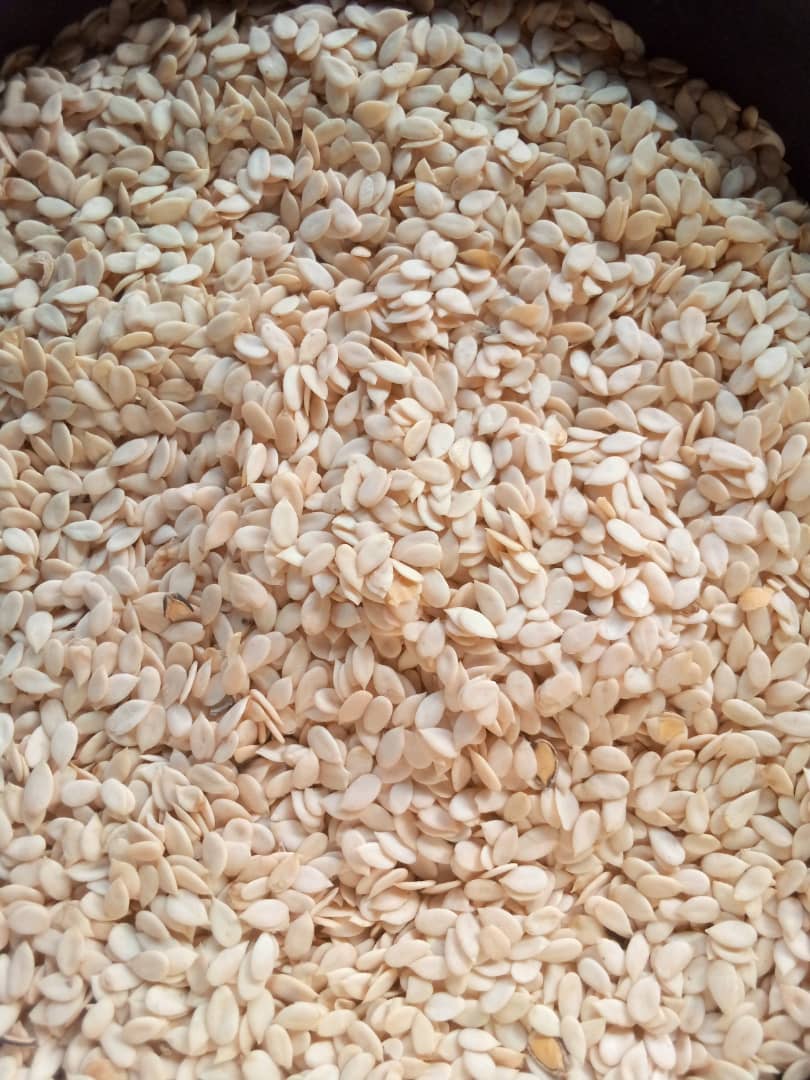 Melon Seed