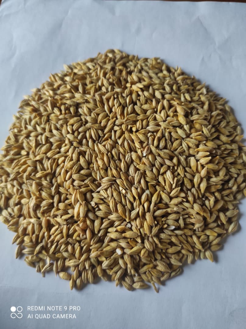 Paddy Rice