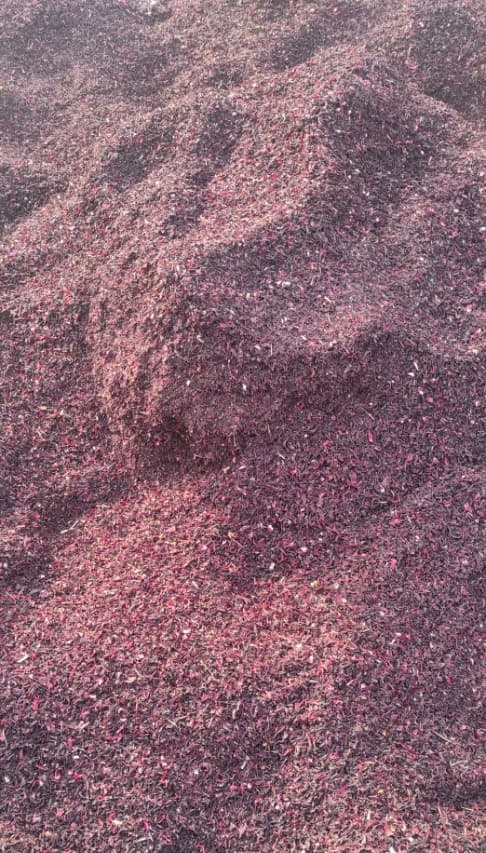 Habiscus Sample