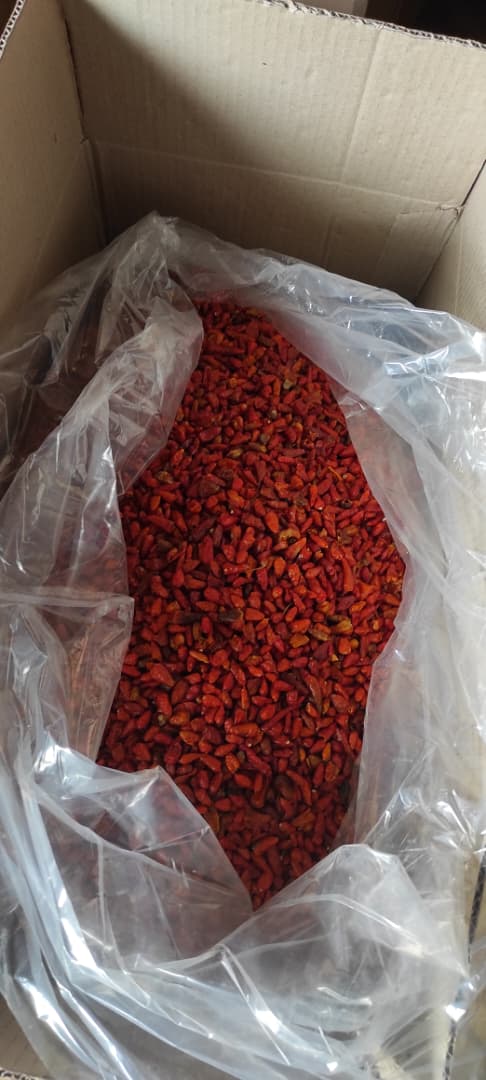 Paddy Rice